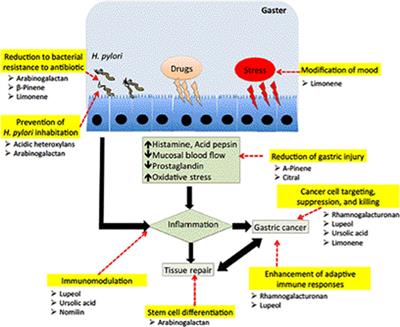 Fruit-Derived Polysaccharides and Terpenoids: Recent Update on the Gastroprotective Effects and Mechanisms